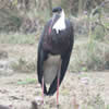 Birding area of Rajaji Tiger Reserve