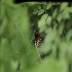 Lonchura punctulata(The Scaly-breasted Munia)