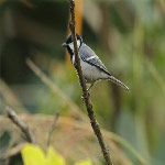 Parus major (Great Tit).