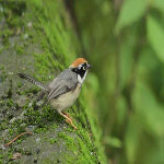 Aegithalos concinnus (Black-throated Tit)