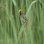 Ploceus manyar (Streaked Weaver).